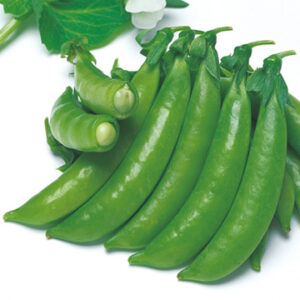 10月納品 つるなしスナップエンドウ 9cmﾎﾟｯﾄ苗 有 黒川種苗園