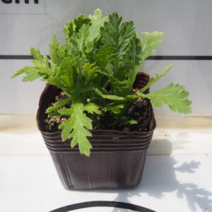 即納 シュンギク 9cmﾎﾟｯﾄ苗 | (有)黒川種苗園