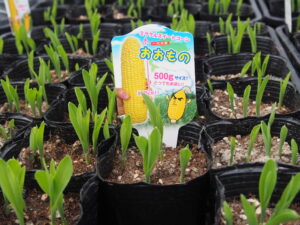 即納　おおものｺｰﾝ　9cmﾎﾟｯﾄ苗