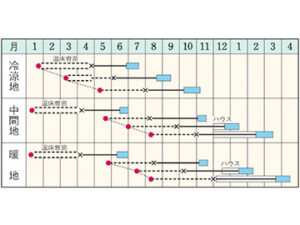 即納 セロリ 9cmポット苗