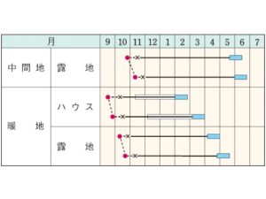 即納 ソラマメ 9cmポット苗