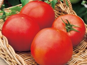 即納  昔懐かし大玉ﾄﾏﾄ　実生苗 9cmﾎﾟｯﾄ