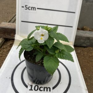 即納 ﾄﾚﾆｱ ﾎﾜｲﾄ 9cmﾎﾟｯﾄ苗 | (有)黒川種苗園