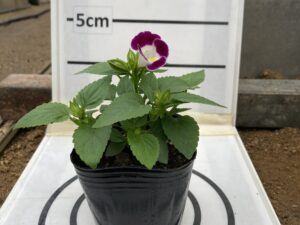 即納　ﾄﾚﾆｱ　紫　 9cmﾎﾟｯﾄ苗