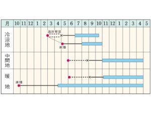 【予約販売】3月16日週出荷 パセリ 9cmポット苗