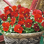 即納　パンジー『赤系』 9cmﾎﾟｯﾄ苗