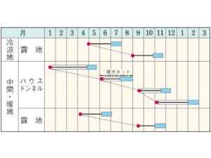 即納 ミツバ 9cmポット苗