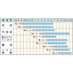 即納　中型ピーマン  接木苗 9cmポット - 画像 (2)