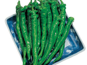 即納　伏見甘長とうがらし 実生苗 9cmポット