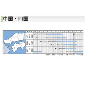 即納　トマト 桃太郎ゴールド 実生苗 9cmポット(PVP） - 画像 (3)