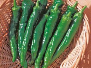 即納　トウトウガラシ 甘とう美人 実生苗 9cmポット