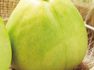 即納　ニューメロン 実生苗 9cmﾎﾟｯﾄ苗