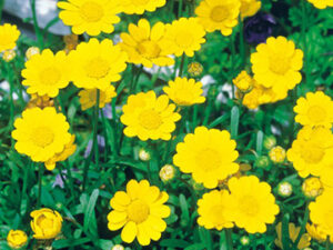 即納　ムルチコーレ　 9cmﾎﾟｯﾄラベル苗