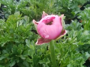 即納　ラナンキュラス　ピンク花付き 12cmポット苗