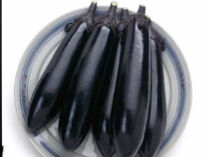 即納　筑陽ナス　実生苗　9cmポット