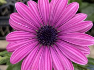 ３月2日週出荷　オステオスペルマム（パープル）12cmポット苗