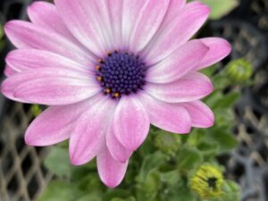 ３月2日週出荷　オステオスペルマム（ピンクシェード）12cmポット苗