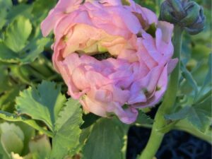 即納　ラナンキュラス ポンポン “アリス”　花付き プラ鉢苗