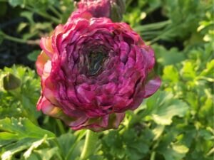 即納　ラナンキュラス ポンポン “マルヴァ”　花付き プラ鉢苗