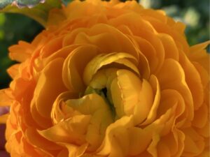 即納　ラナンキュラス ポンポン “ルナ”　花付き プラ鉢苗