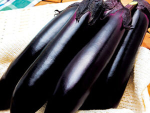 即納　とげなし筑陽 接木苗 9cmﾎﾟｯﾄ