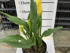 即納　ｶﾗｰ　ｲｴﾛｰﾘﾘｯｸ　10.5cmﾎﾟｯﾄ苗