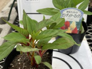 切花けいとう　ｾﾝﾁｭﾘｰﾐｯｸｽ　8cmﾎﾟｯﾄ