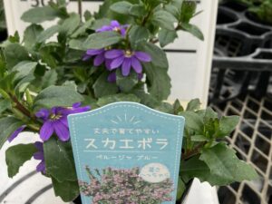 即納　ｽｶｴﾎﾞﾗ　ﾍﾟﾙｰｼﾞｬﾌﾞﾙｰ　9cmﾎﾟｯﾄ