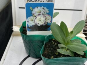 即納　切花　ﾄﾙｺｷｷｮｳ　ﾌﾞﾙｰﾋﾟｺﾃｨ　8cmﾎﾟｯﾄ