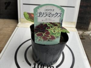 即納　ｺﾘｳｽ　ゴリラﾐｯｸｽ　9cmﾎﾟｯﾄ苗