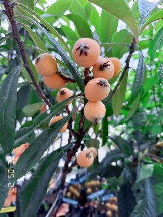 花苗・野菜苗の生産販売｜有限会社黒川種苗園【公式】